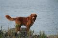 Hier klicken zum Ansehen IMG_4529_t1.jpg
