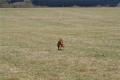 Hier klicken zum Ansehen IMG_7503_t1.jpg