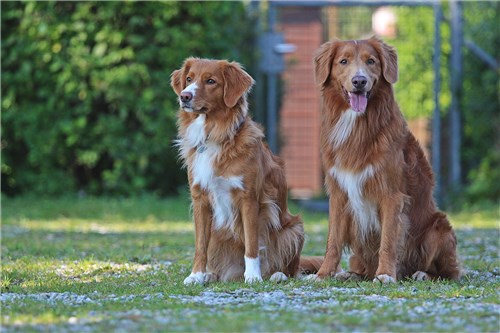 Gunner und Vixen