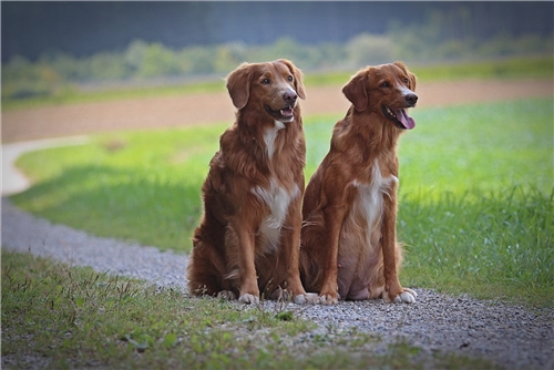 Gunner und Kite