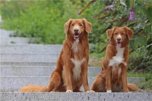 Gunner und Nelly